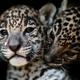 Two jaguar cubs (Panthera onca) are pictured at the “Reino Animal” zoo in Teotihuacan, Mexico, on April 27, 2018.